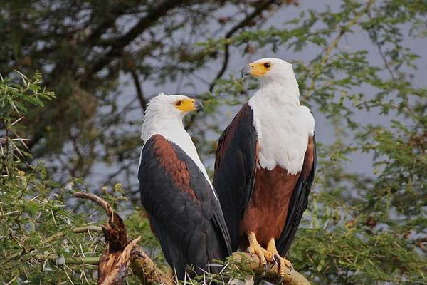 Fish Eagles in Queen Elizabeth National Park