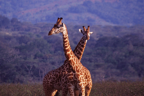 Giraffe in Akagera